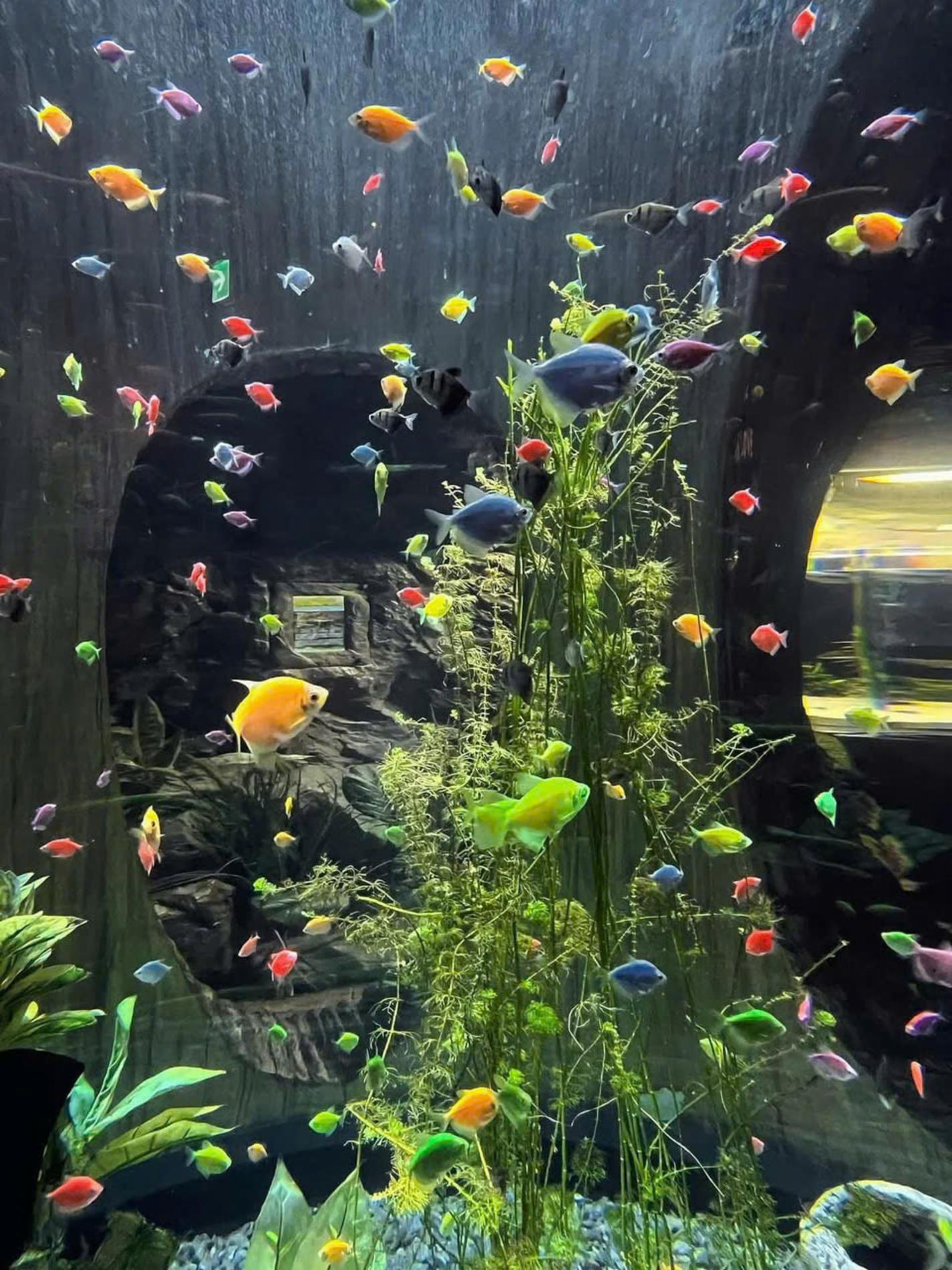 Lotte World Aquarium Tây Hồ Hà Nội — ảnh 10/20