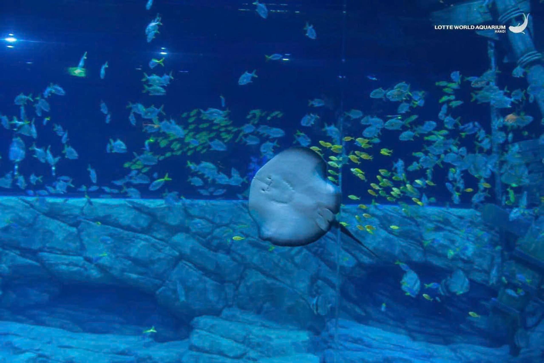 Lotte World Aquarium Tây Hồ Hà Nội — ảnh 5/20